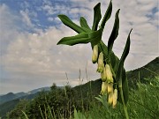 MONTE ZUCCO ad anello via linea tagliafuoco dalla Pernice (26magg22)- FOTOGALLERY